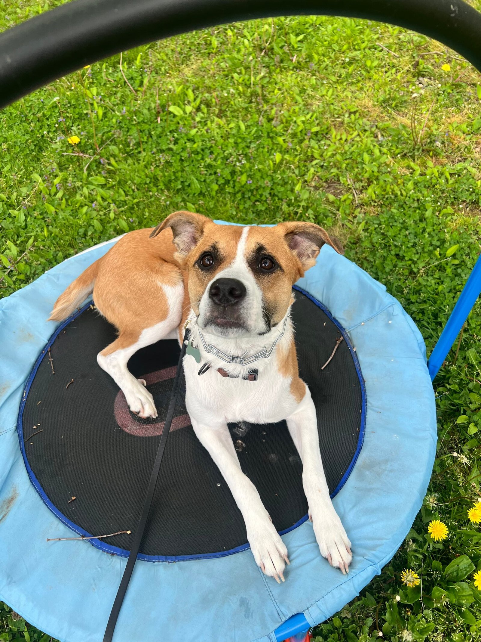 Kindred Canine dog training