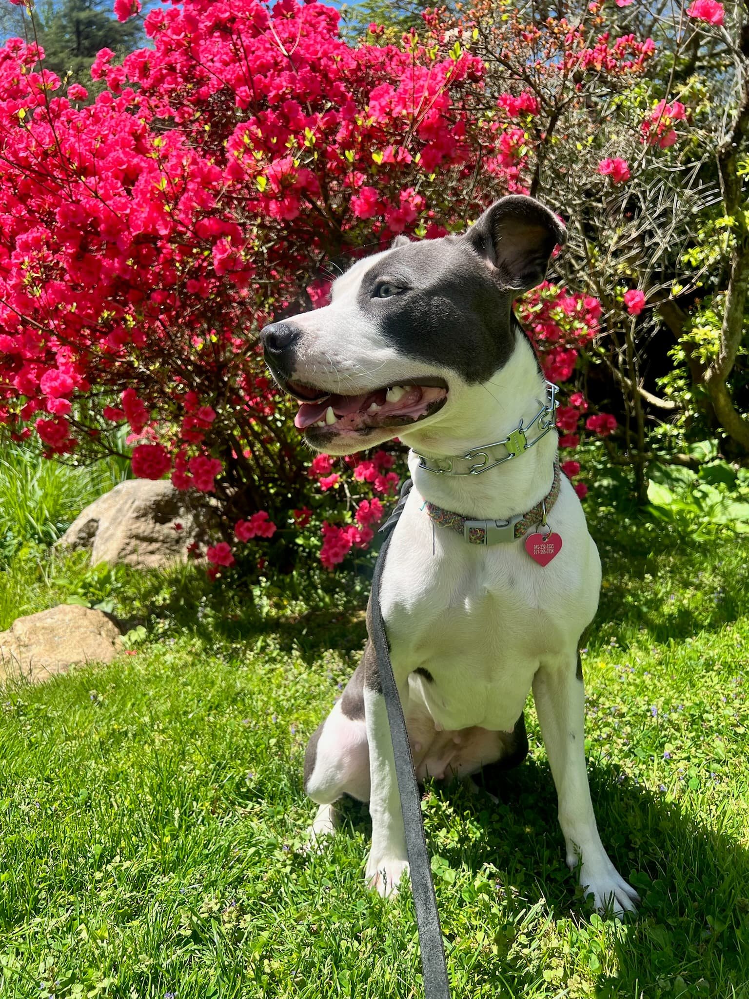Kindred K9 advanced dog training